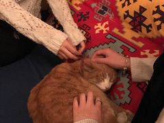 -Sirena海妖日咖夜酒