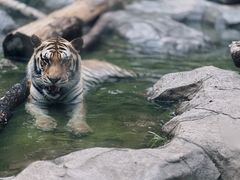 -红山森林动物园