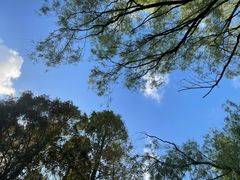 -上海共青森林公园