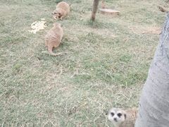 -灵玲国际马戏城