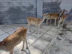 -北京野生动物园