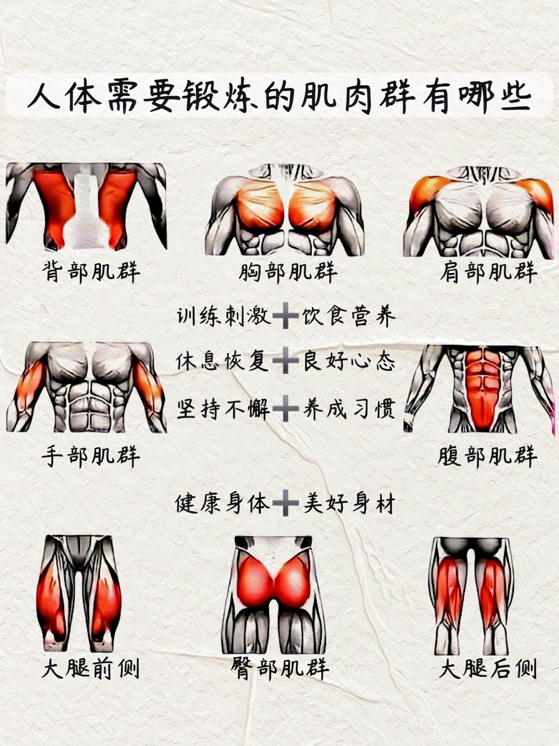 健身肌肉位置和训练图,健身小白必看