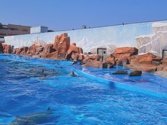 -上海海昌海洋公园