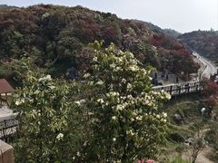 -贵州百里杜鹃风景名胜区
