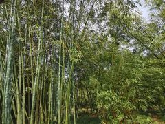 -深圳仙湖植物园