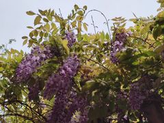 -无锡鲁能万豪酒店-行政酒廊