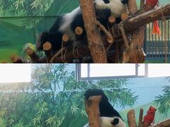 -黔灵山公园