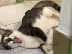 -御宝贝·A梦猫科宠物医院(国际猫友好医院)