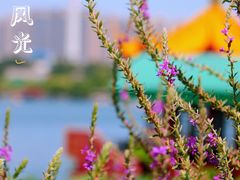 -济南大明湖景区