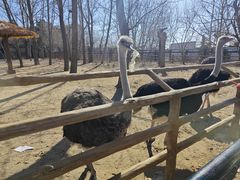 -大连森林动物园