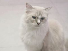 -Heymao猫咖.咖啡厅(东门店)