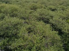 -北海金海湾红树林生态旅游区