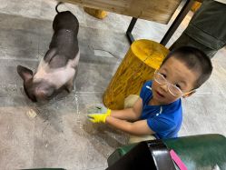 -神奇动物撸宠馆·羊驼·小浣熊·异宠(豫园店)