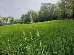 -北坞公园
