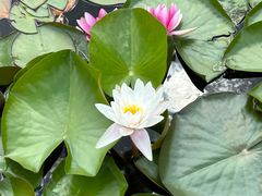-群力丁香公园