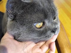 -三花喵·撸猫购宠·宠物生活馆(虹桥南丰城店)