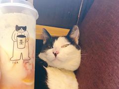 -猫的天空之城概念书店(杭州南宋御街店)