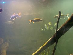 -悉尼海洋生物水族馆