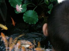 IMAG0004[2220120913596GMT]-上海大自然野生昆虫馆