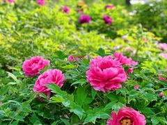 -莲花池公园