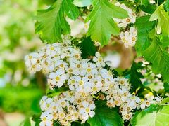 -远洋未来广场(育慧北路店)