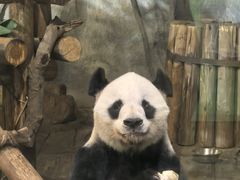 -深圳野生动物园