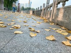 -莲花池公园