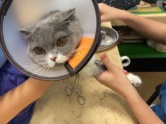 -东莞宠友24H宠物中心医院·转诊夜诊·异宠(新河北路院)