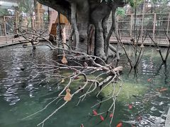 -南宫五洲植物乐园