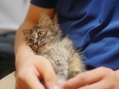 -纳吉亚猫专科动物诊疗中心(蒋宅口分院)
