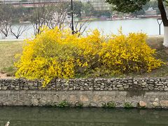 -羊山湖公园