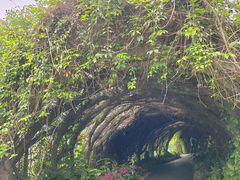 -广西壮族自治区药用植物园