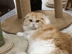 -喵园·猫主题咖啡厅·撸猫·猫咖(国贸店)