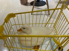 -RU DUCK柯尔鸭公社·撸鸭俱乐部·羊驼·小香猪