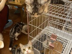 -猫猫幼稚园·撸猫·桌游·电玩