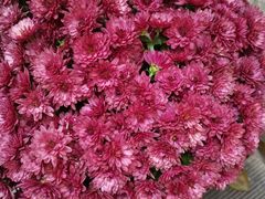 -汪记鲜鱼糊汤粉(沈阳路总店)