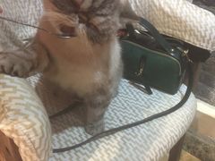 -猫色咖啡·猫咖