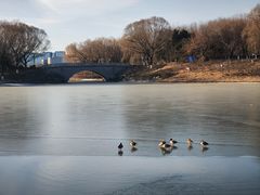 -大兴滨河森林公园