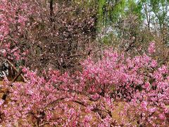 -圆明园遗址公园-藻园门售票处