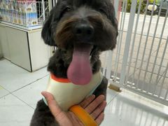 -八公叔叔宠物美容连锁(春申店)