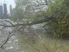 -华侨城湿地公园