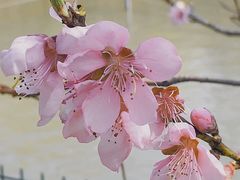 -顾村公园