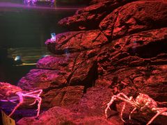 -暹罗海洋世界