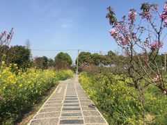 -南汇桃花村