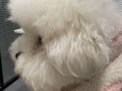 -伟伟宠物医院·CT影像中心·瑞派犬猫综合性门诊(汉口总院)
