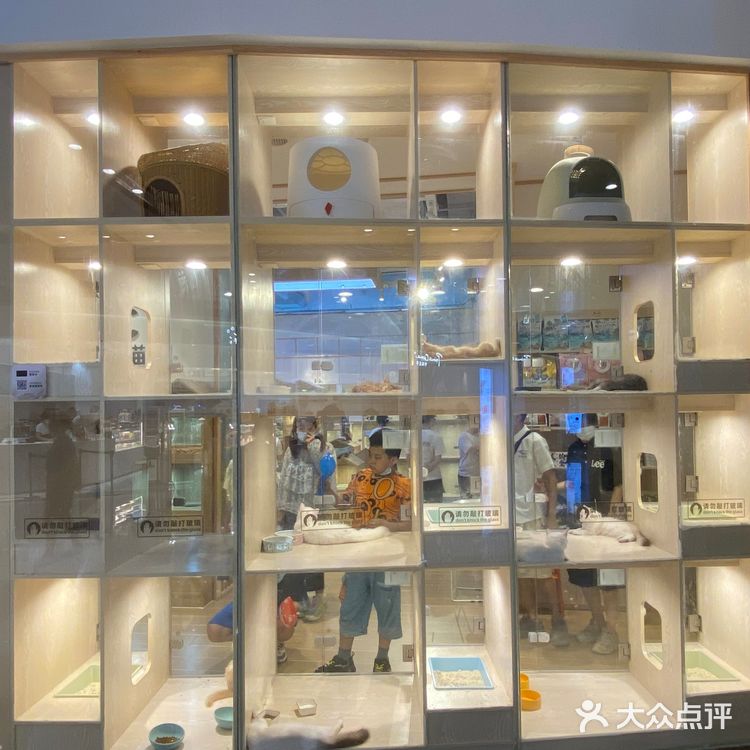 深圳探店｜一起撸猫🐱一起喵喵喵🐱