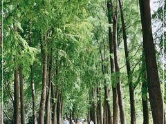 -上海滨江森林公园