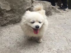 -狼牙山风景区