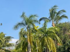 -西双版纳原始森林公园