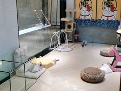 -momokira米努特·德文卷毛猫·棉花面纱犬